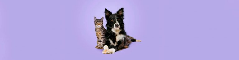 Lee más sobre el artículo Cómo funciona la tenencia de mascotas en propiedad horizontal